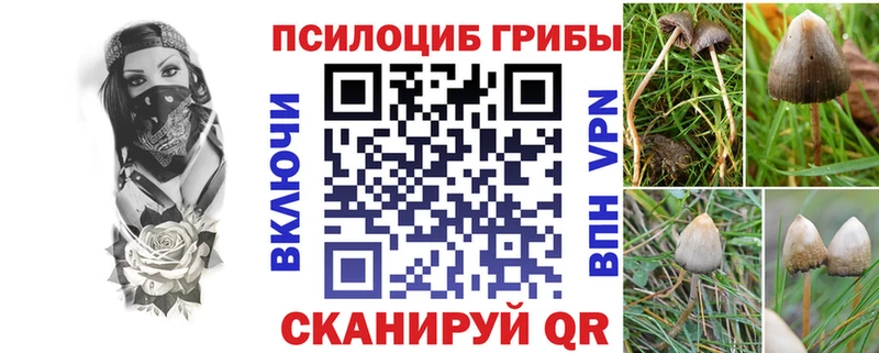 Псилоцибиновые грибы Psilocybine cubensis  кракен зеркало  Новочебоксарск 